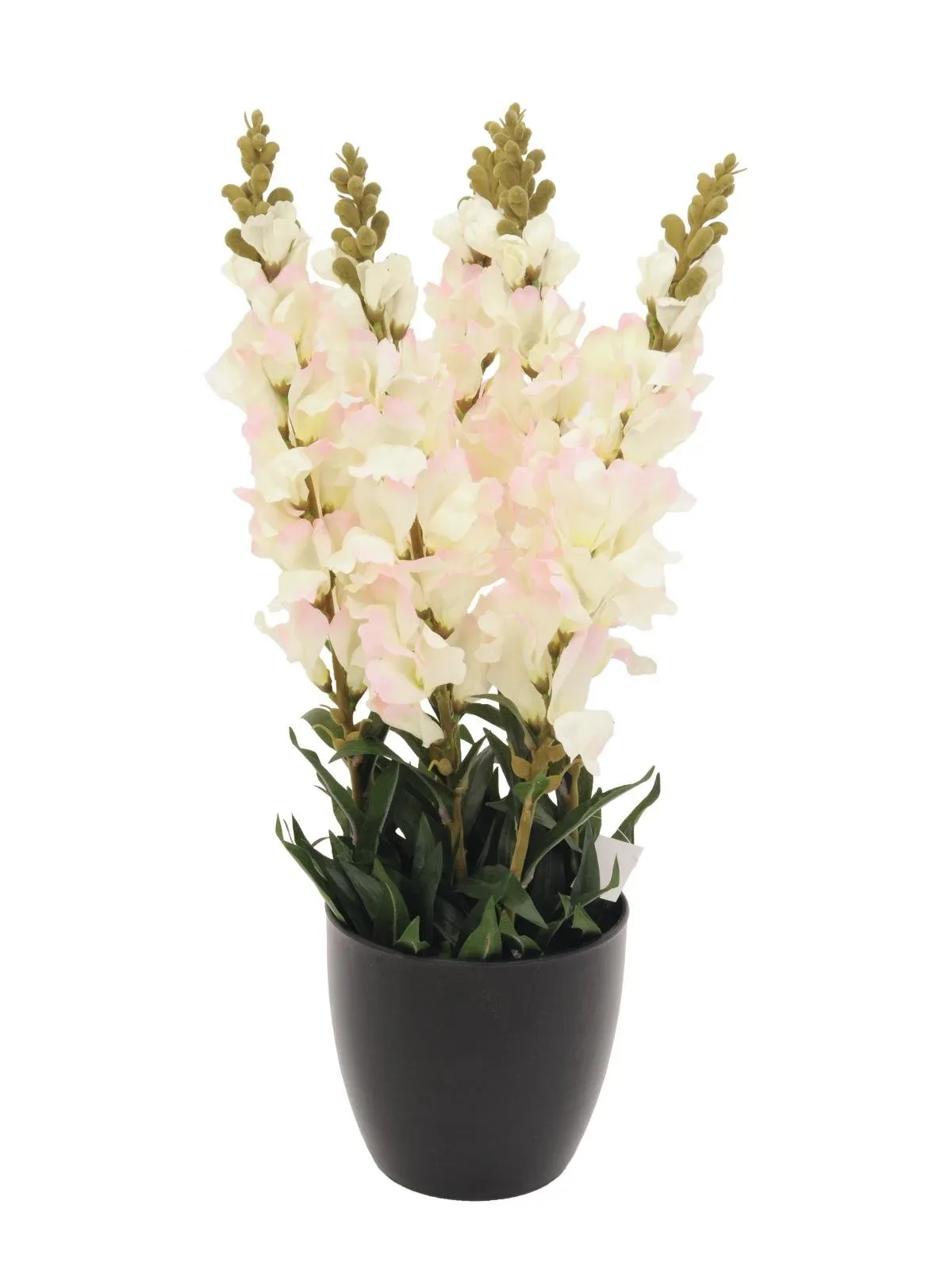Orhidee Antirrhinum