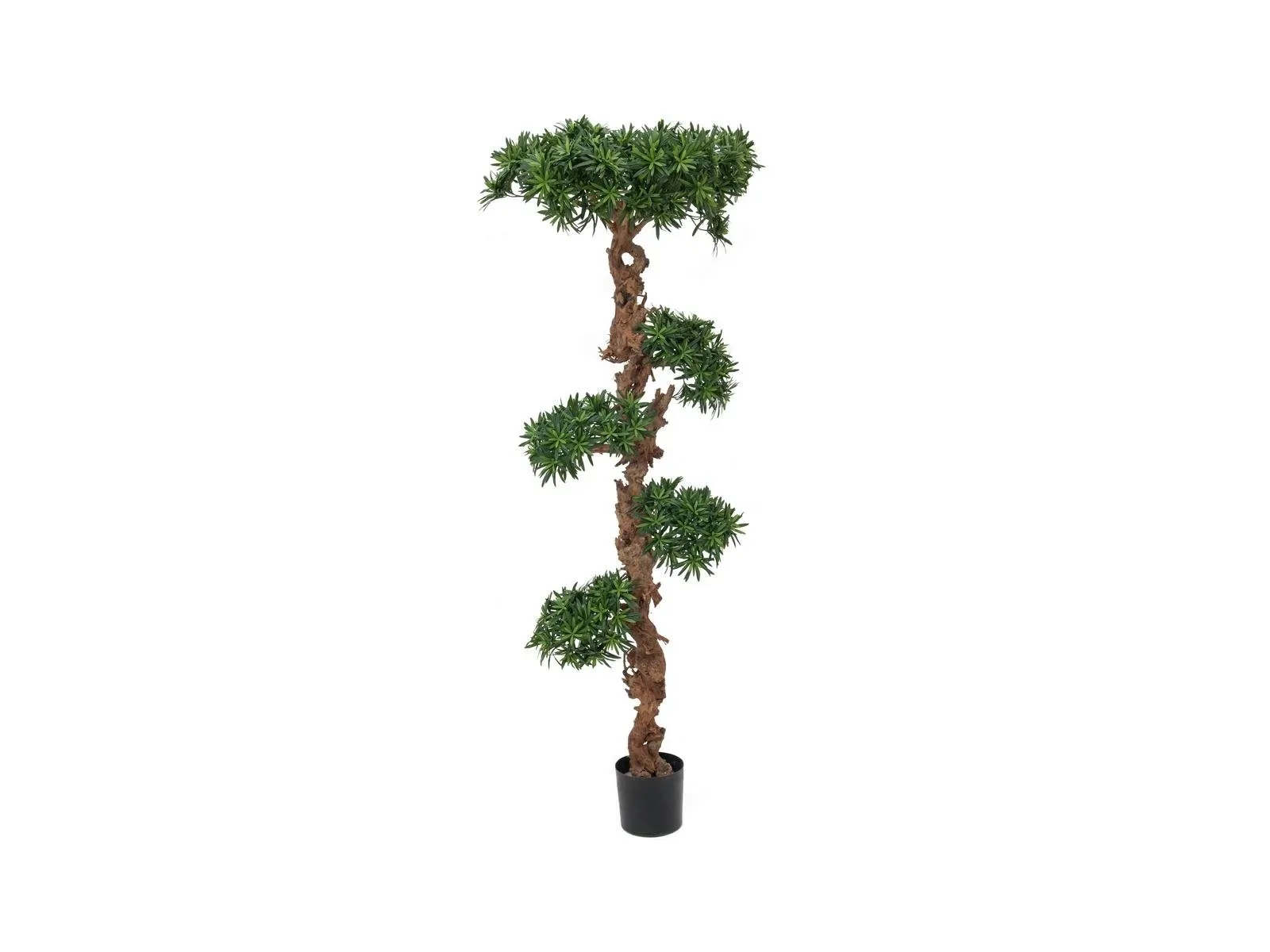Bonsai puu