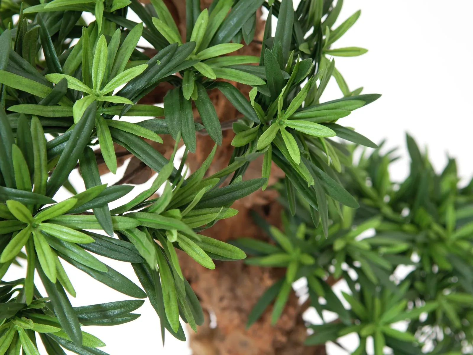 Bonsai puu - Pilt 2