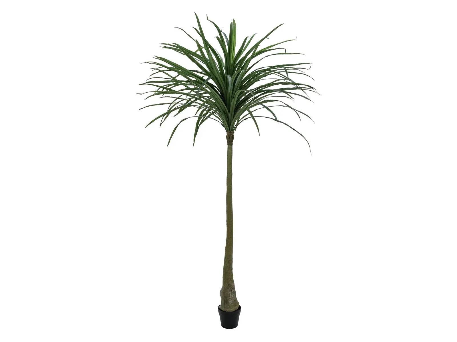 Draakonipuu Dracena
