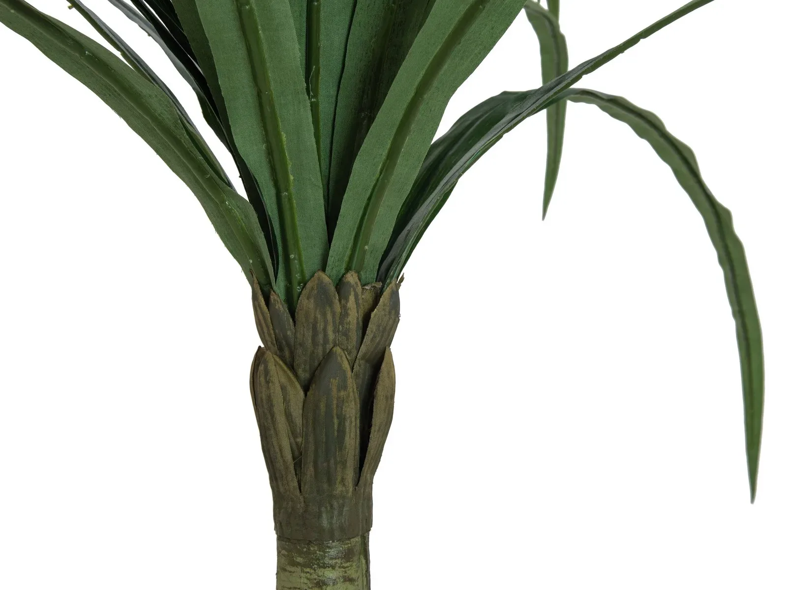 Draakonipuu Dracena - Image 2