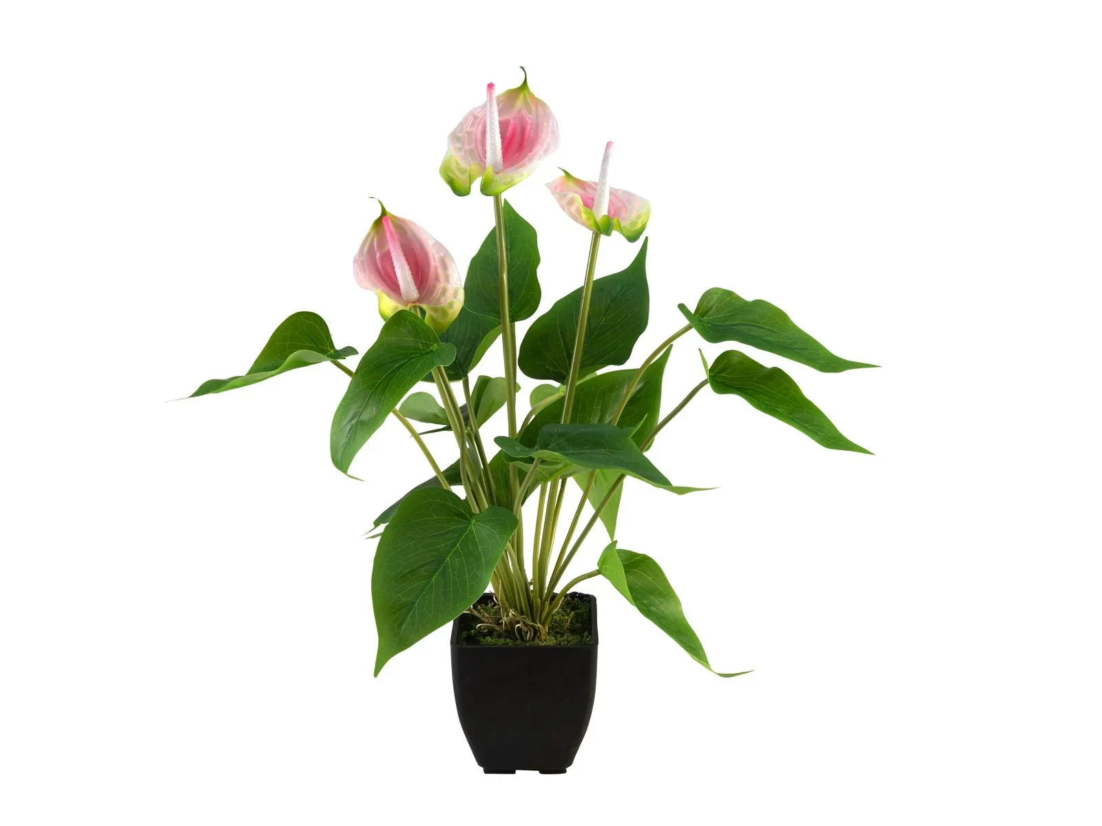 Flamingolill Anthurium