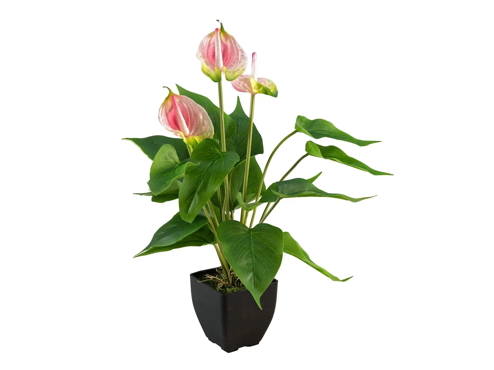 Flamingolill Anthurium - Pilt 2