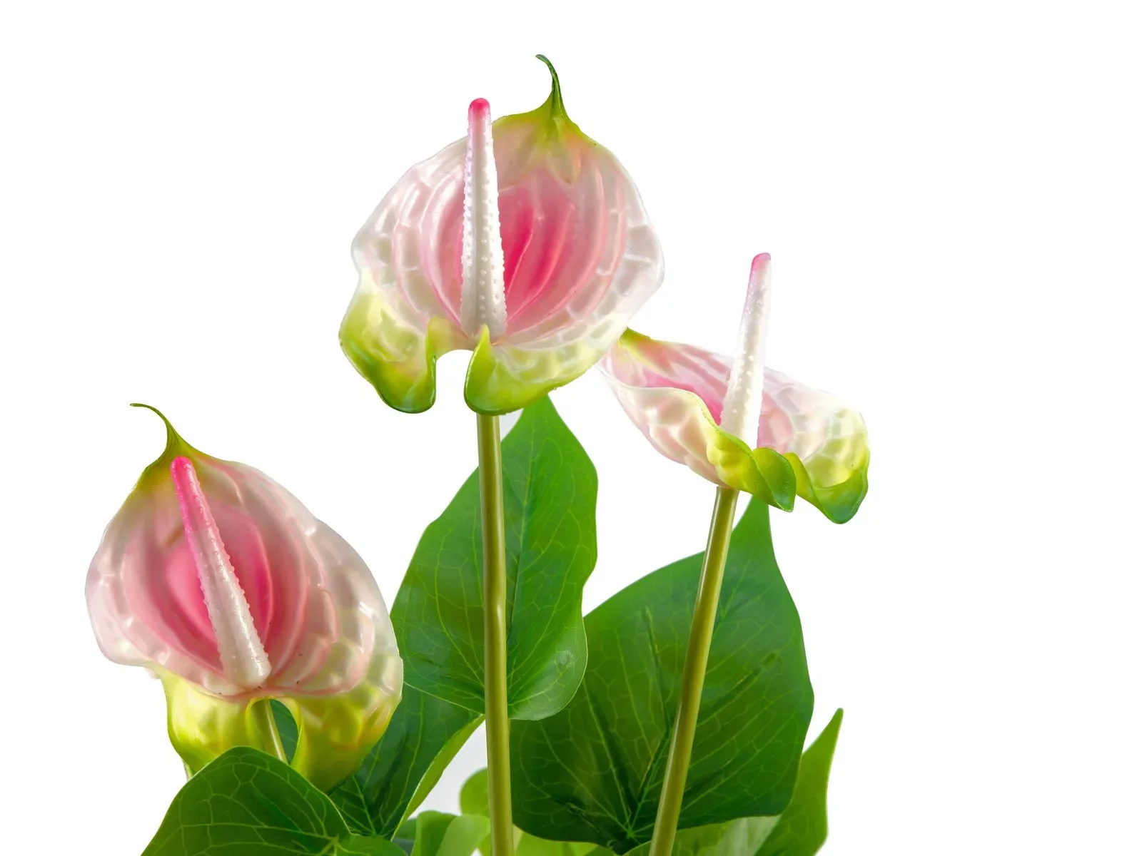 Flamingolill Anthurium - Pilt 3
