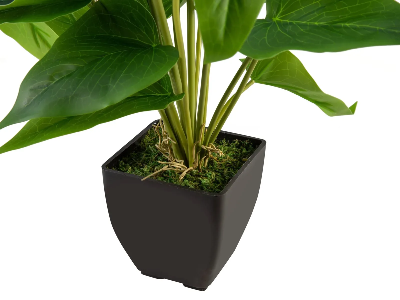 Flamingolill Anthurium - Pilt 4