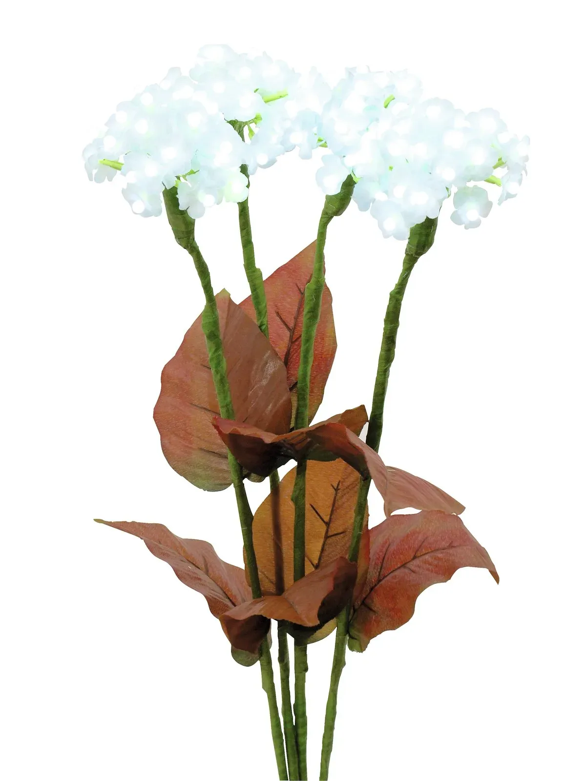 Valge Hortensia