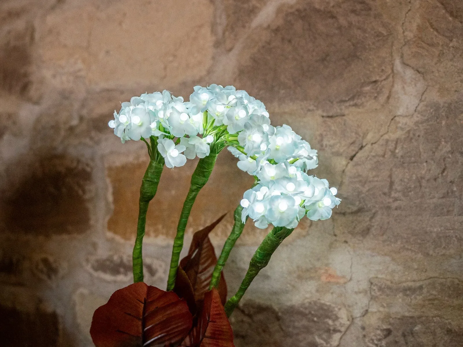 Valge Hortensia - Pilt 3