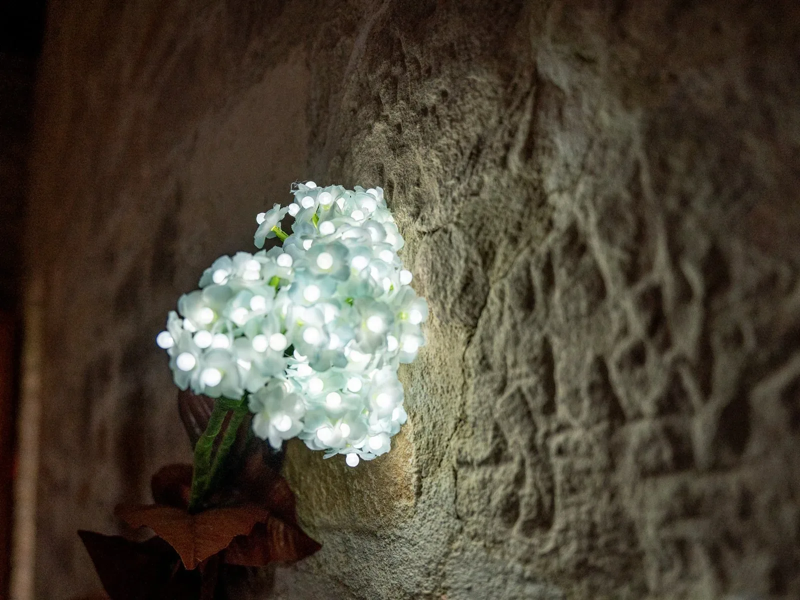 Valge Hortensia - Pilt 4