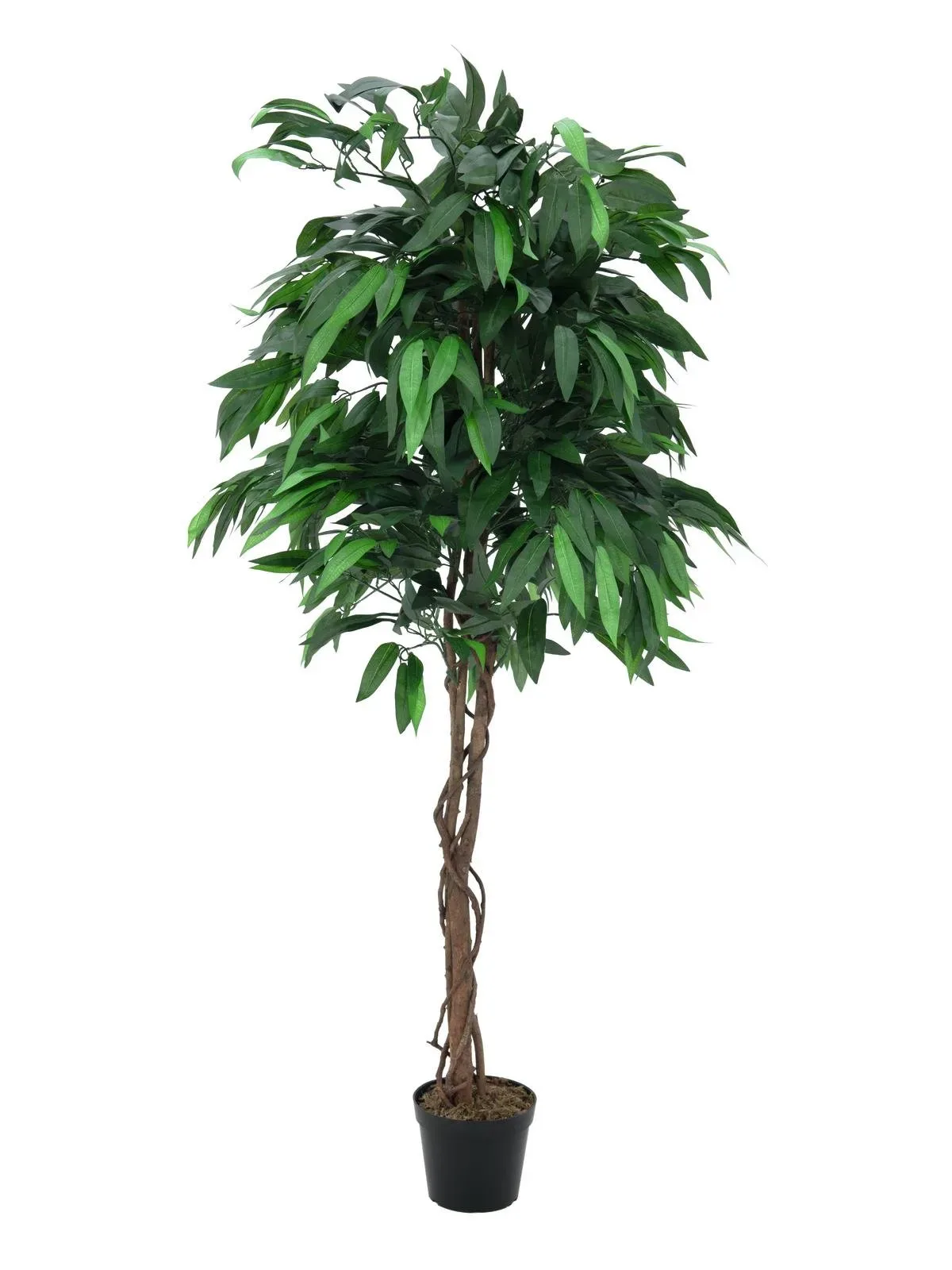 Mangopuu