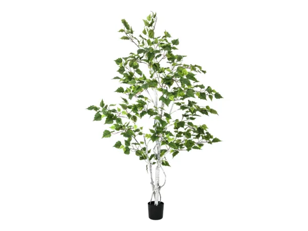 Kasepuu 210 cm